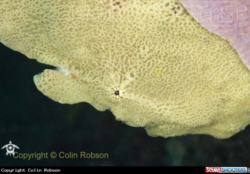 A Frog Fish