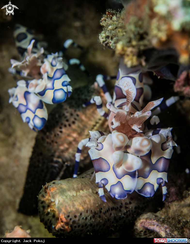 A Harlequin shrimp