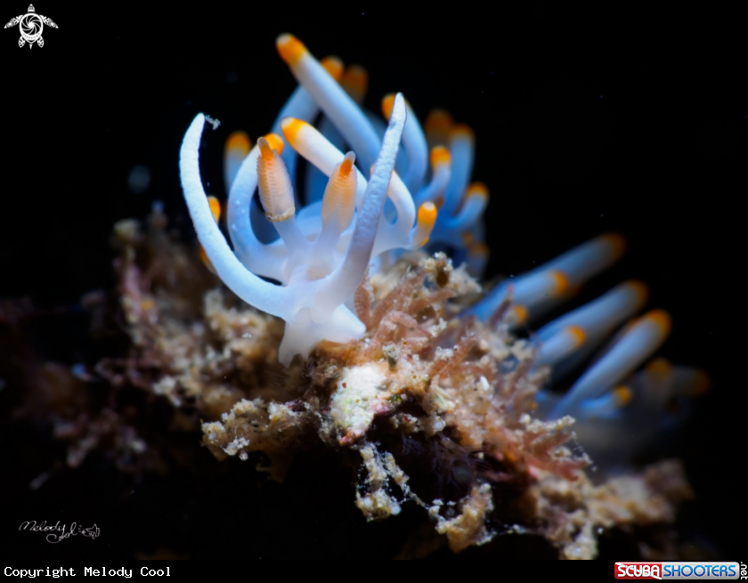 A Nudibranch