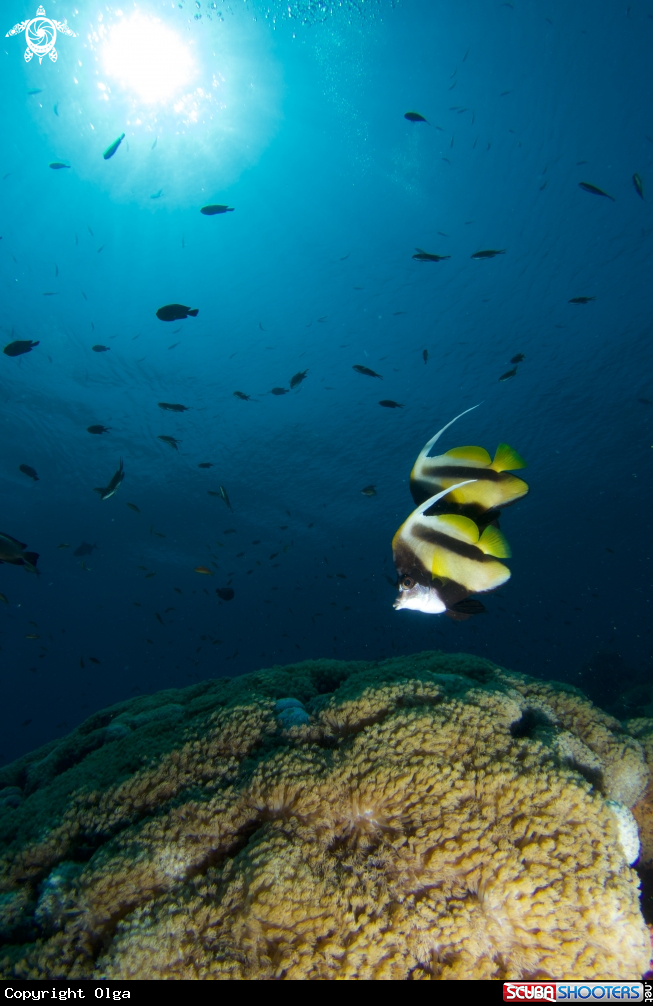 A Butterfly Fish and Soft Coral