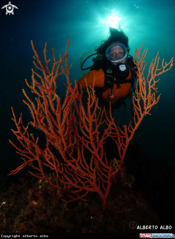 A gorgonia