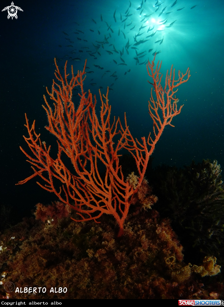 A gorgonia