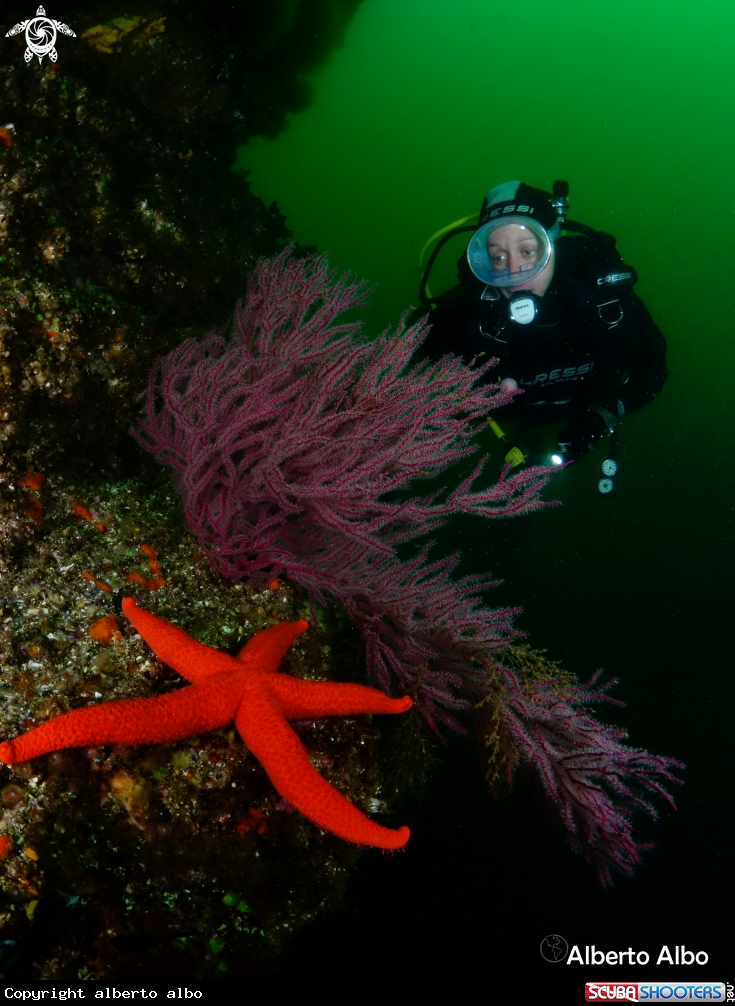 A gorgonia