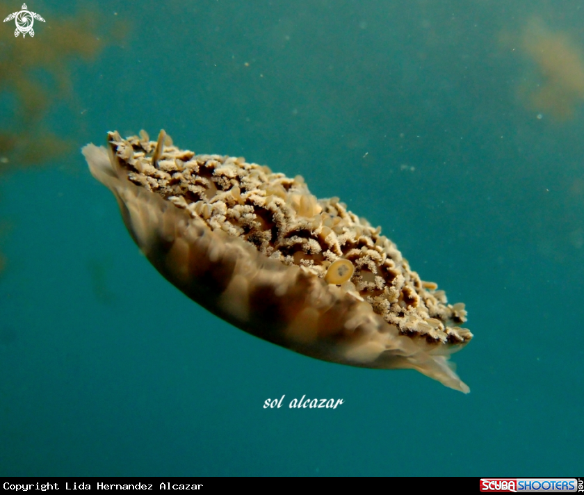A jellyfish