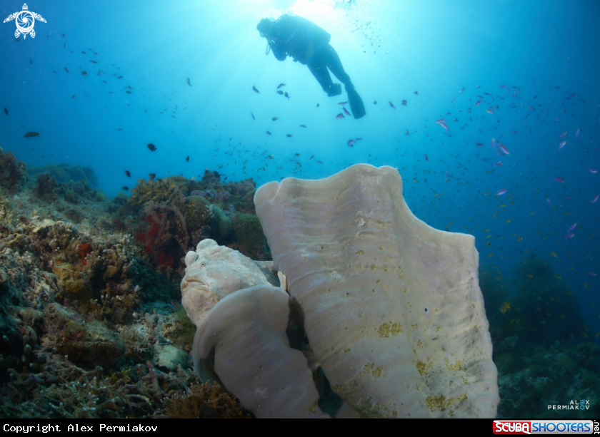 A Frogfish