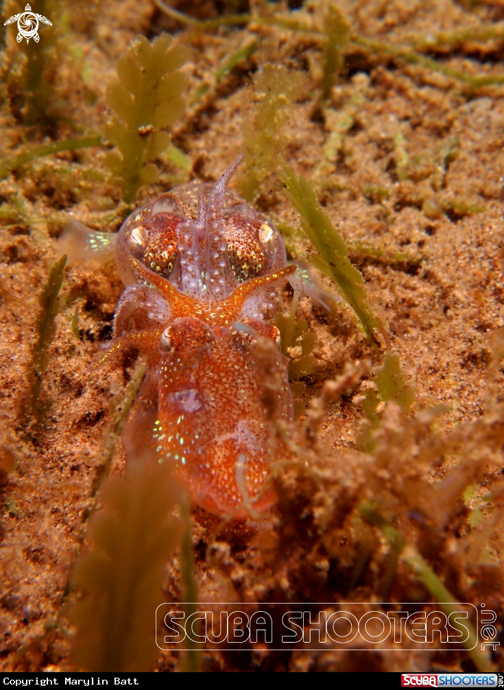 A Tropical Bobtail Squid