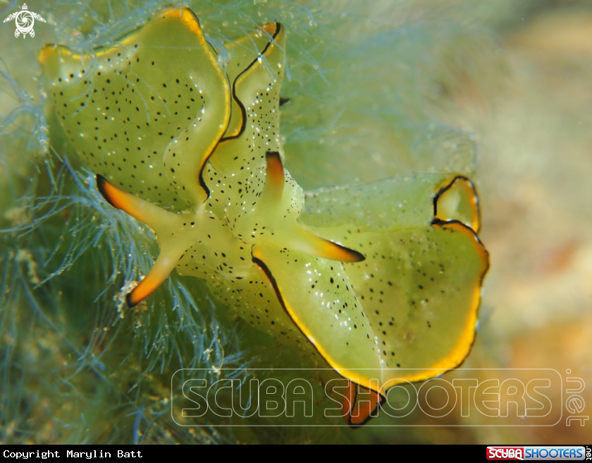 A Ornate Sapsucking Slugs