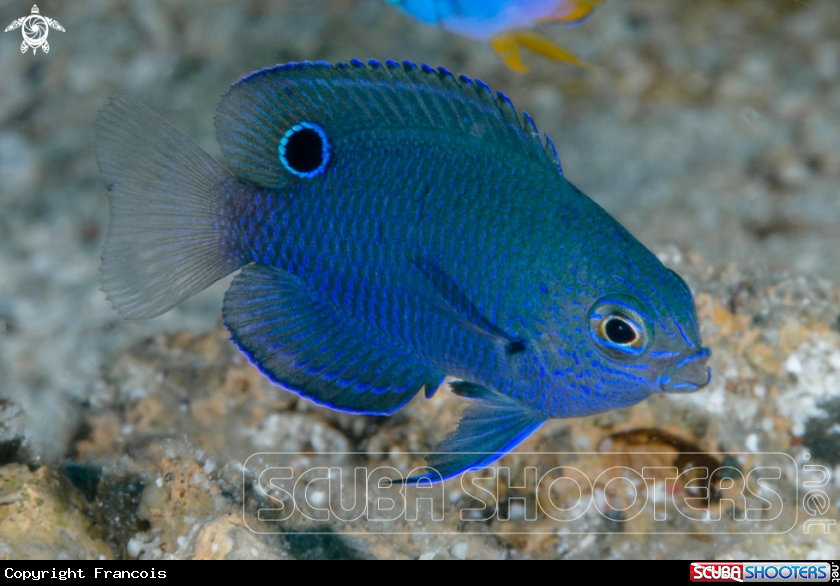 A Nagasaki Damsel, juvenile