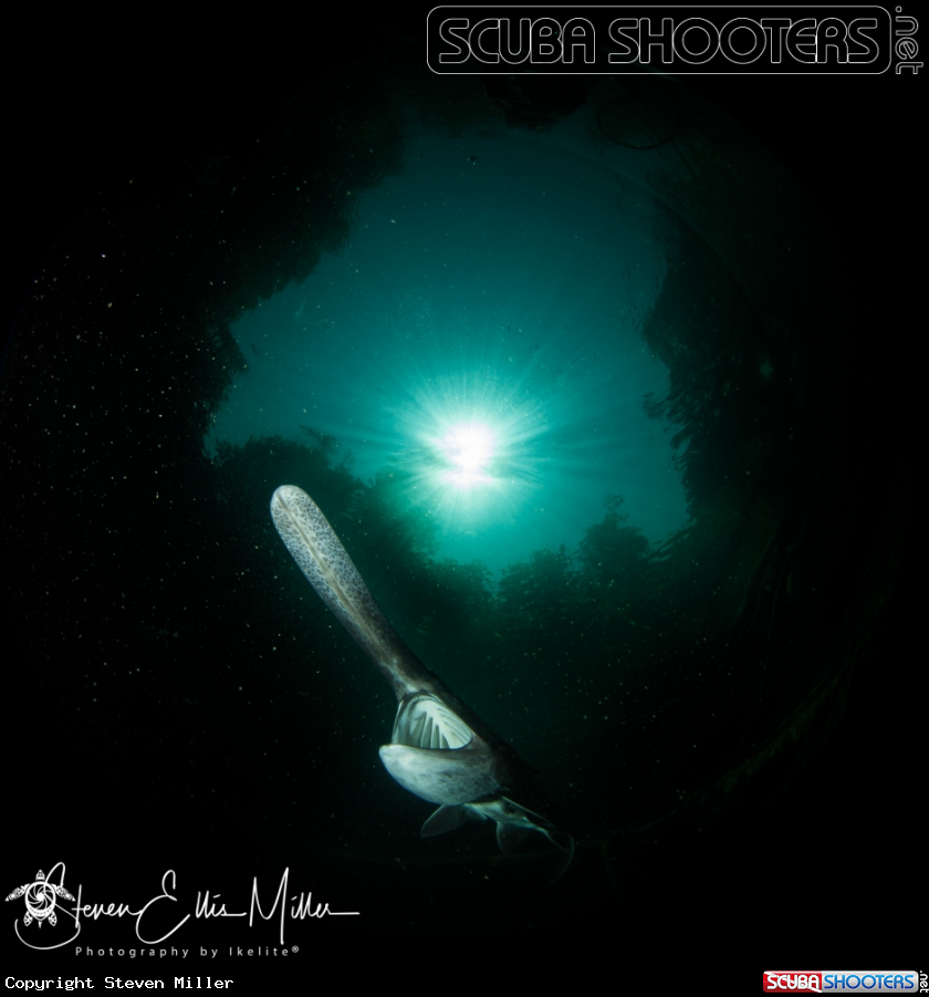 A Paddlefish