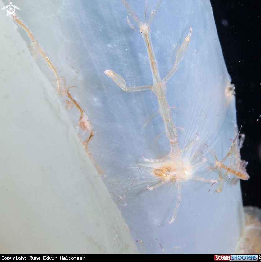 A Skeleton shrimp