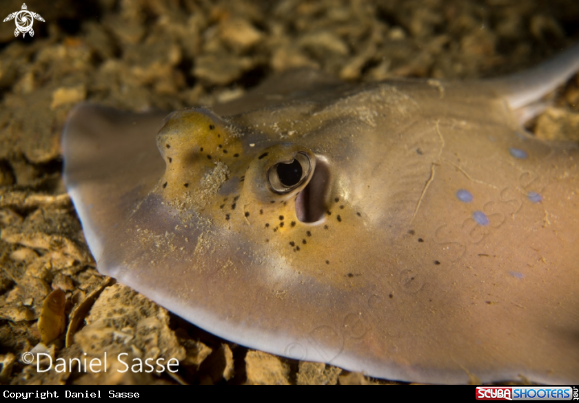 A Kuhls Stingray