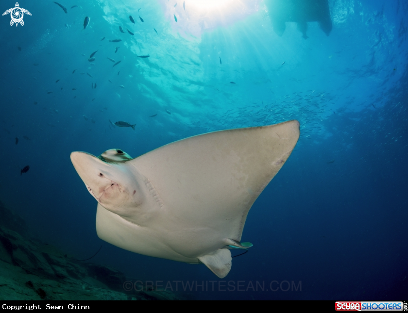 A Bull Ray 
