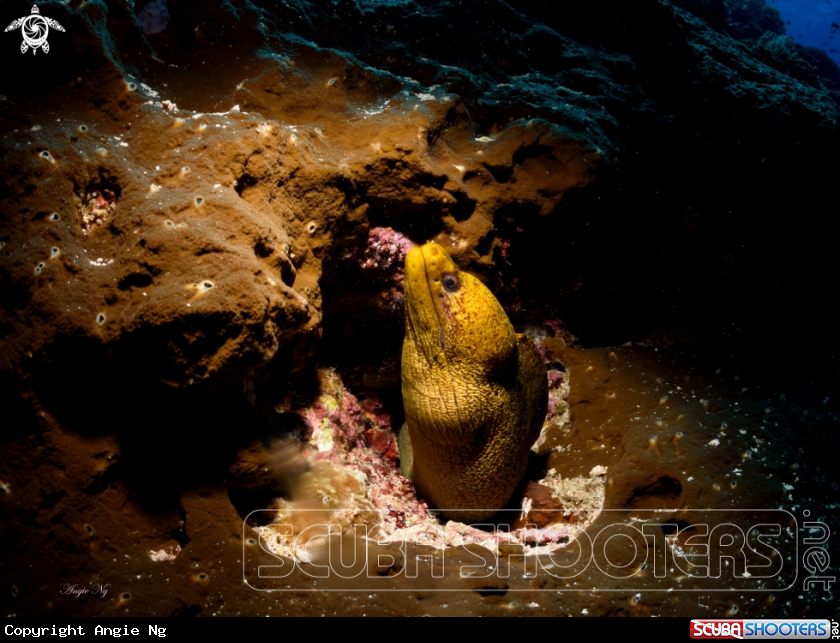 A Giant Moray