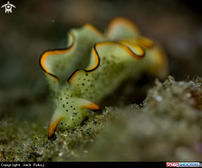 A Elysia marginata
