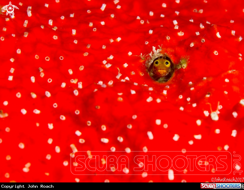 A Spineyhead Blenny