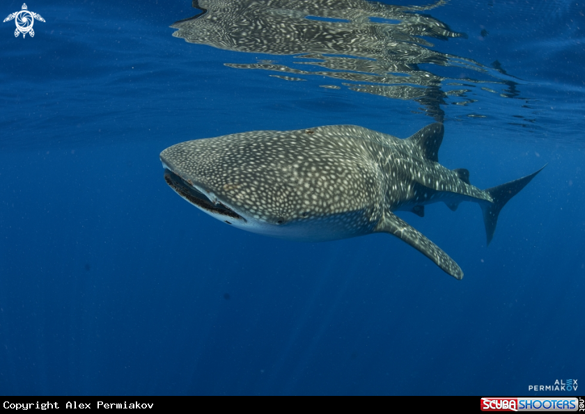 A Whale shark
