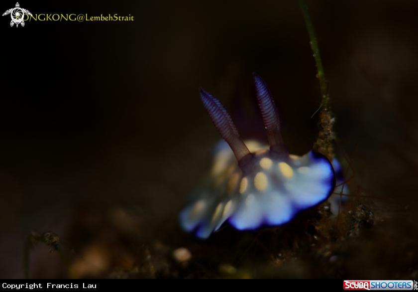 A Nudibranch