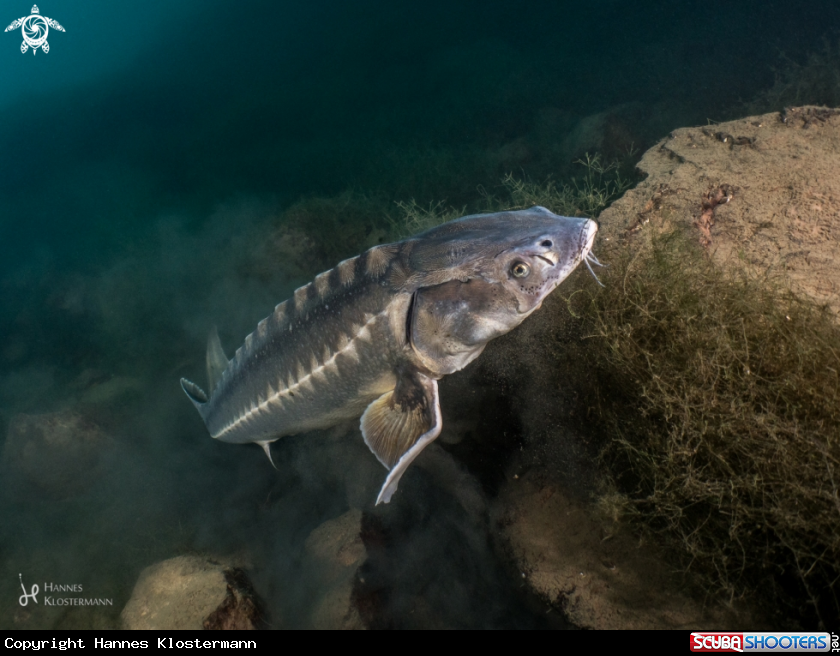 A Sturgeon