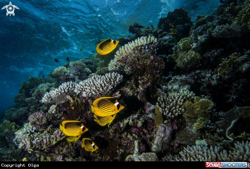 A Red Sea Butterfly Fish