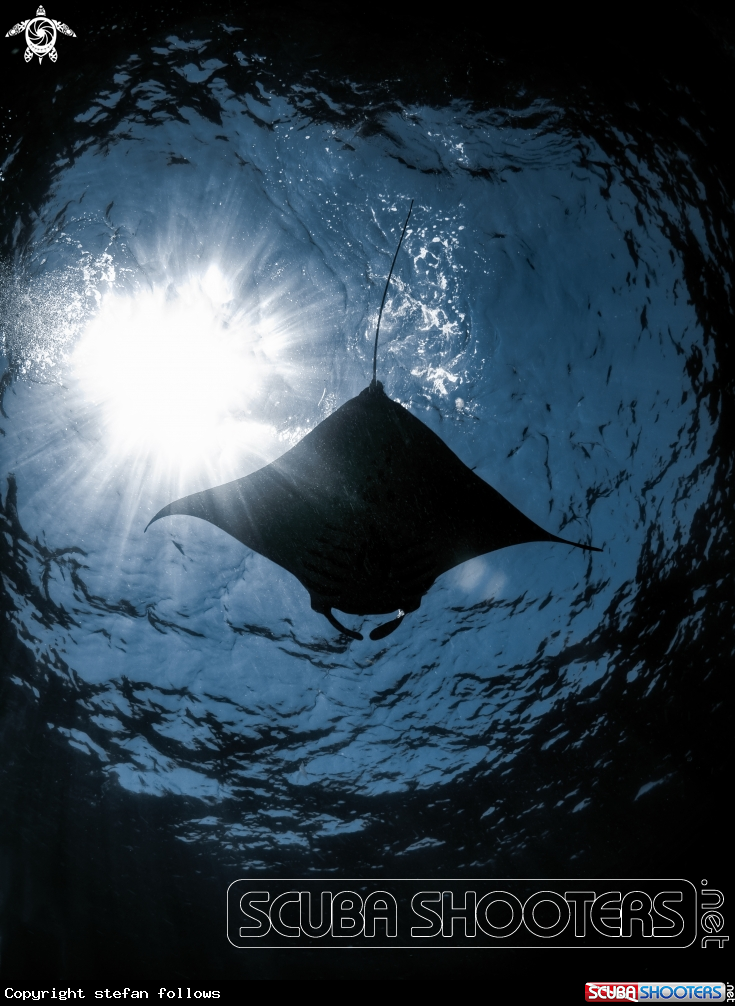 A   Manta Ray
