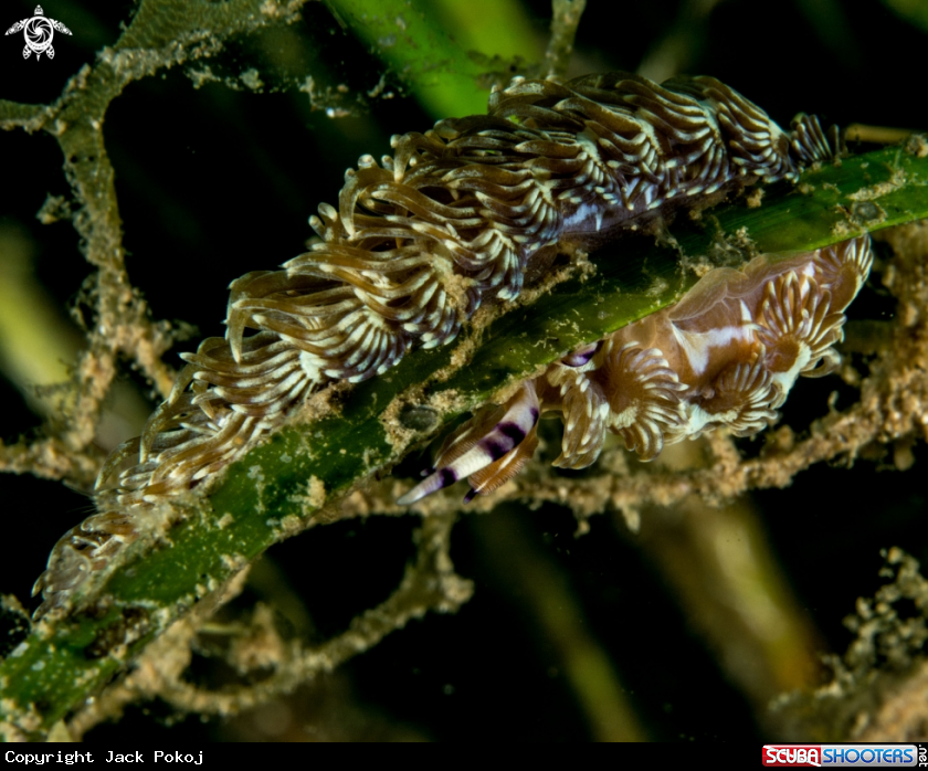 A Pteraeolidia semperi