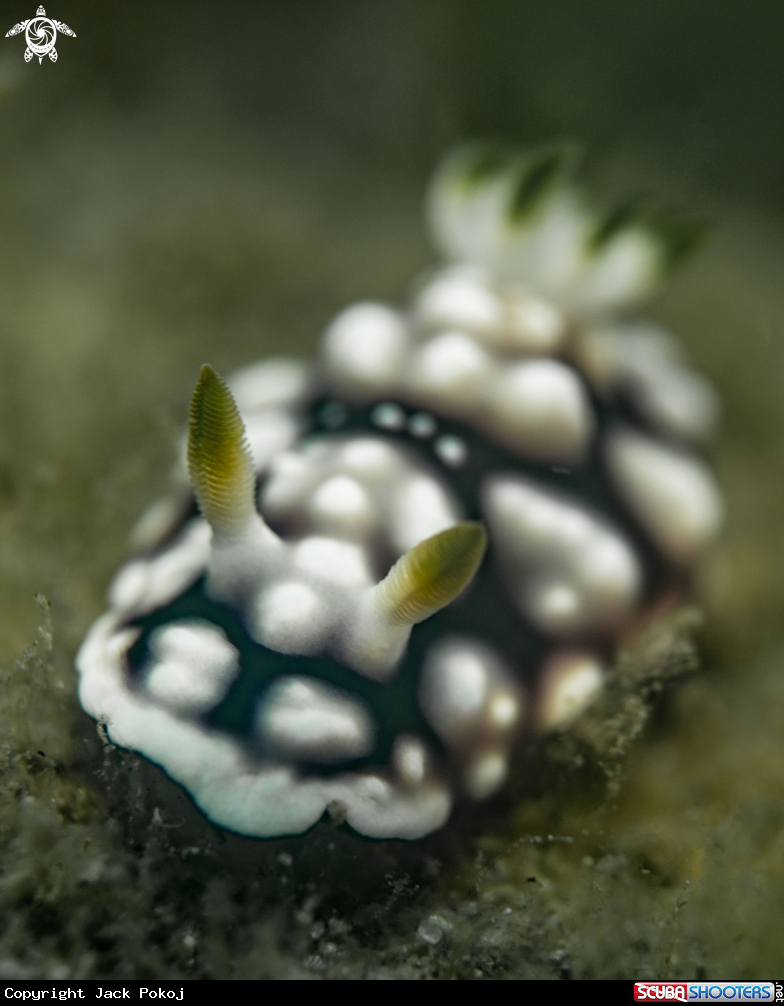 A Goniobranchus geometricus