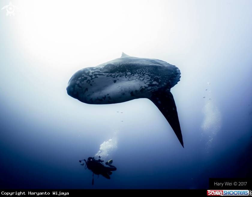 A Ocean Sunfish