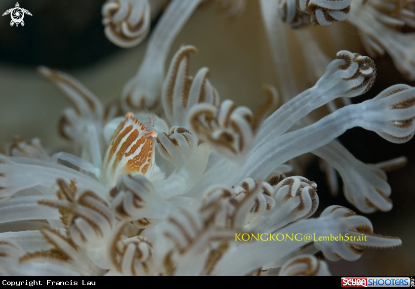 A Coral Crab