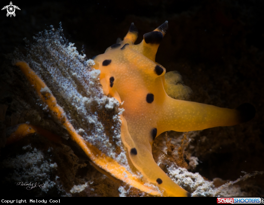 A Nudibranch