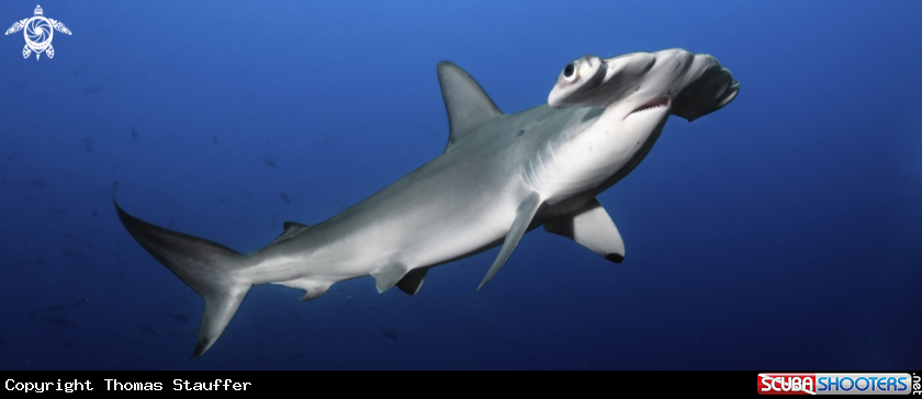 A scalloped hammerhead shark
