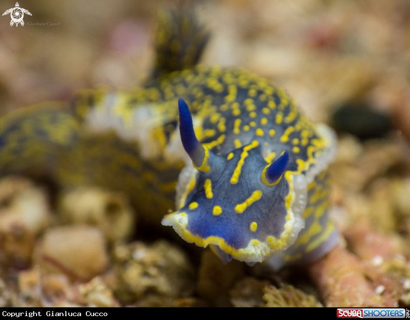 A Nudibranch