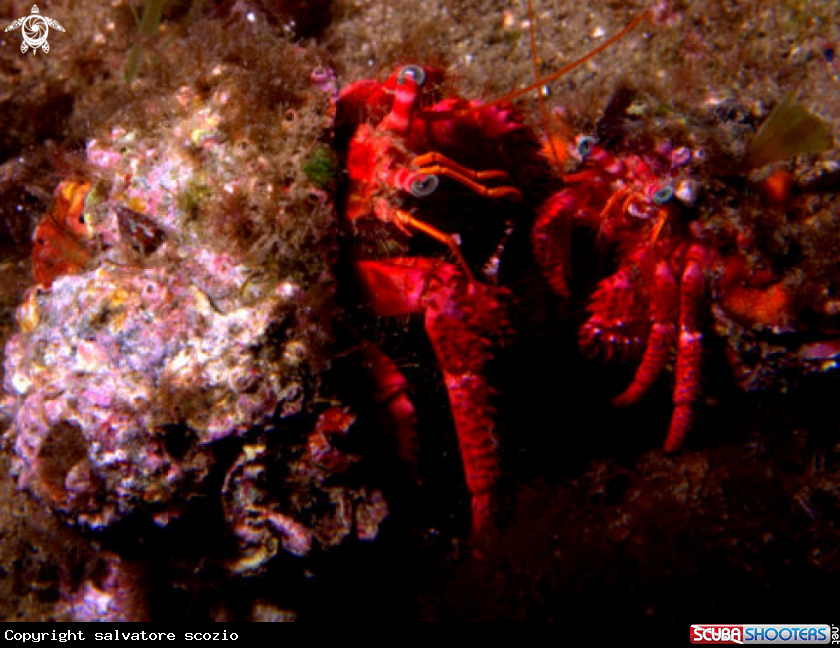A underwater creature