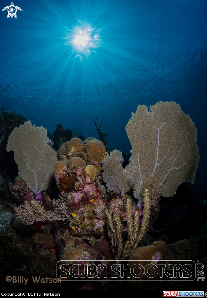A Morning reef scene