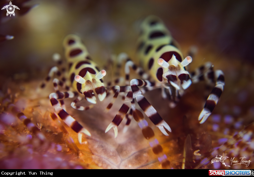A Coleman Shrimp