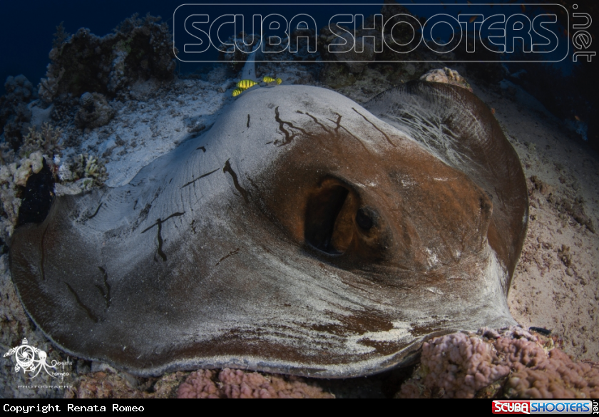 A Cowtail stingray