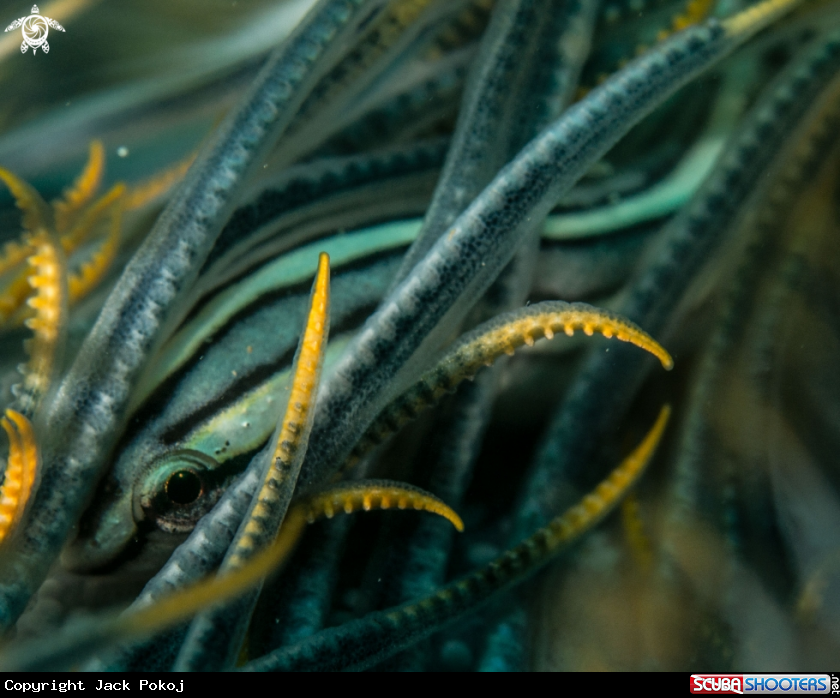 A Clingfish