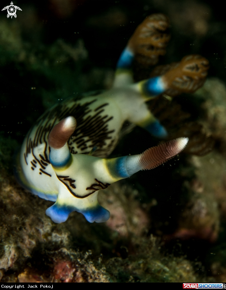 A Nembrotha lineolata