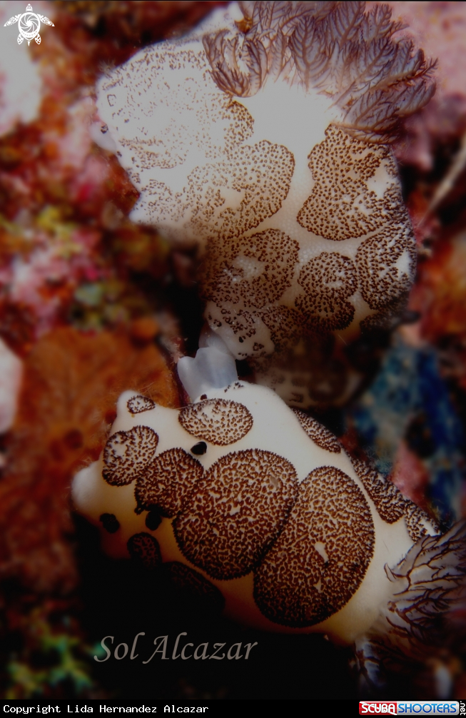 A mating jarunna funebris