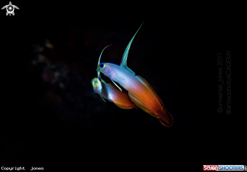 A Fire Goby