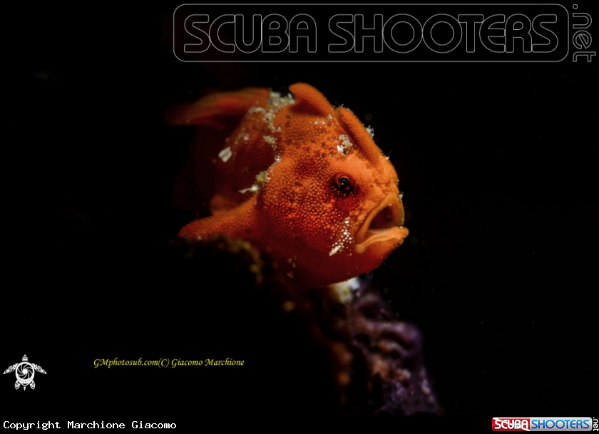 A Juvenile frog fish