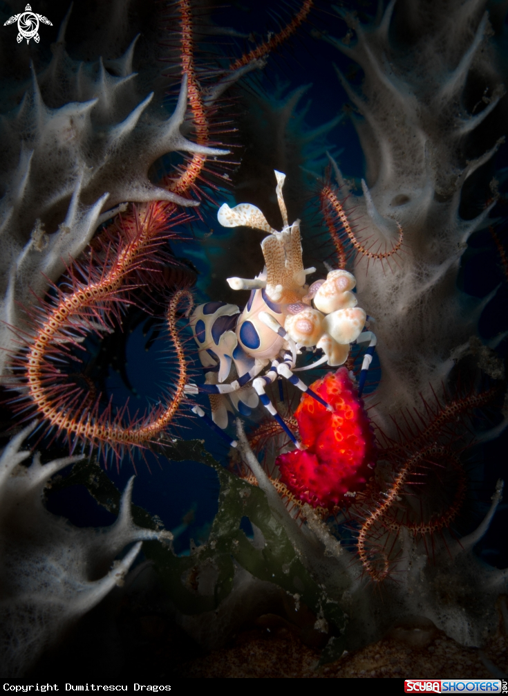 A Harlequin shrimp