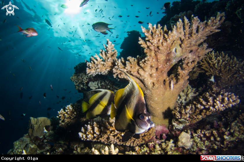 A Butterfly Fish