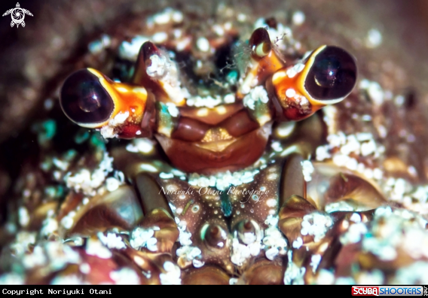 A Japansese spiny lobster