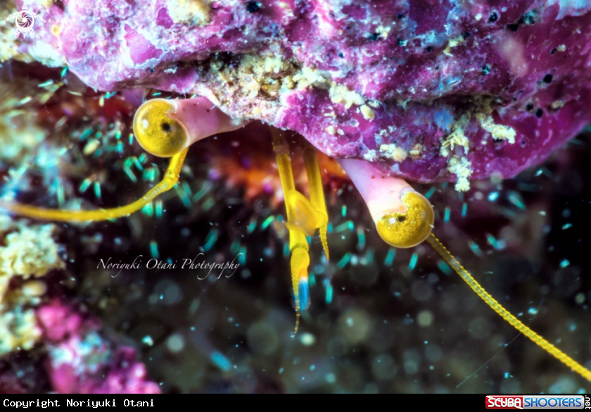 A hermit crab