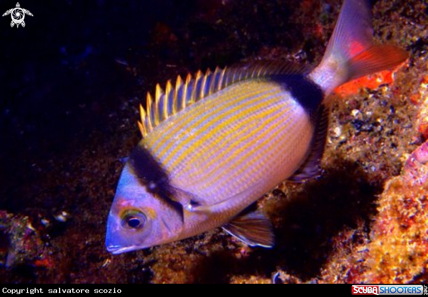 A underwater creature