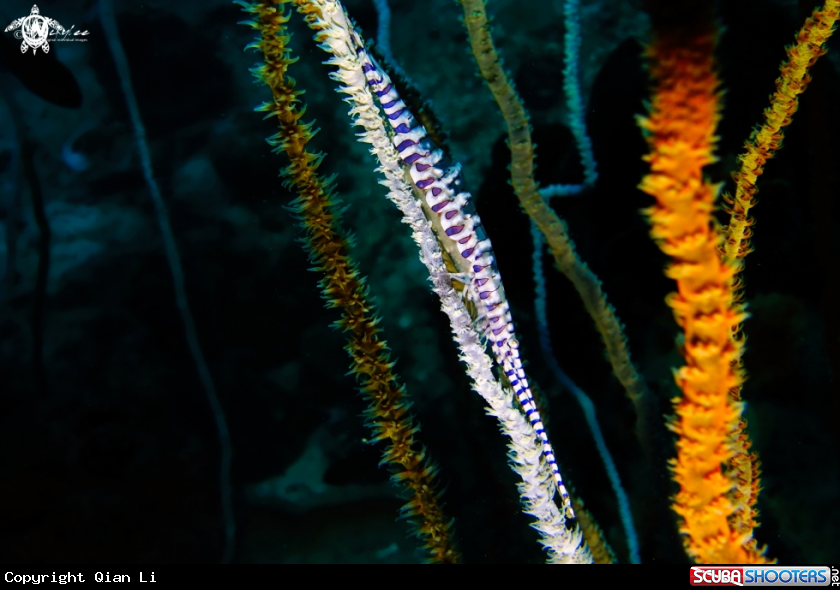 A Blade Shrimp