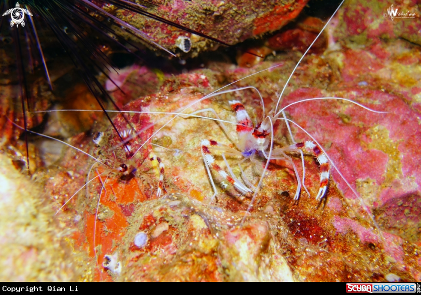 A banded boxer shrimp