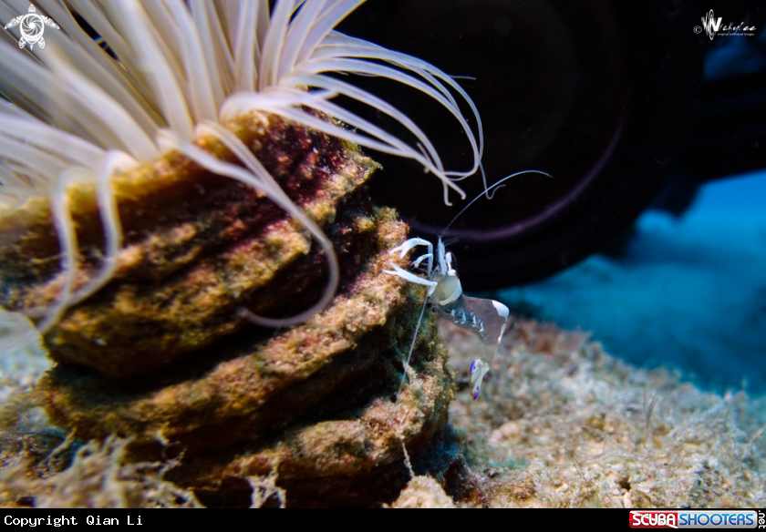 A short hand commensal shrimp