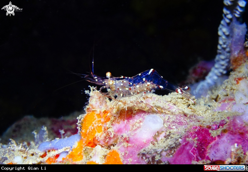 A cleaning shrimp