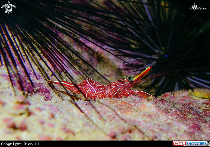 A Durban dancing shrimp